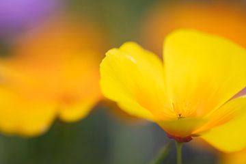 bloemenpracht van Kaat Nobelen