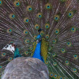 Schöner Pfau von Mathijs De Koning