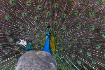 Beautiful peacock by Mathijs De Koning