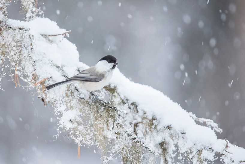 Willow tit, Poecile montanus by Gert Hilbink
