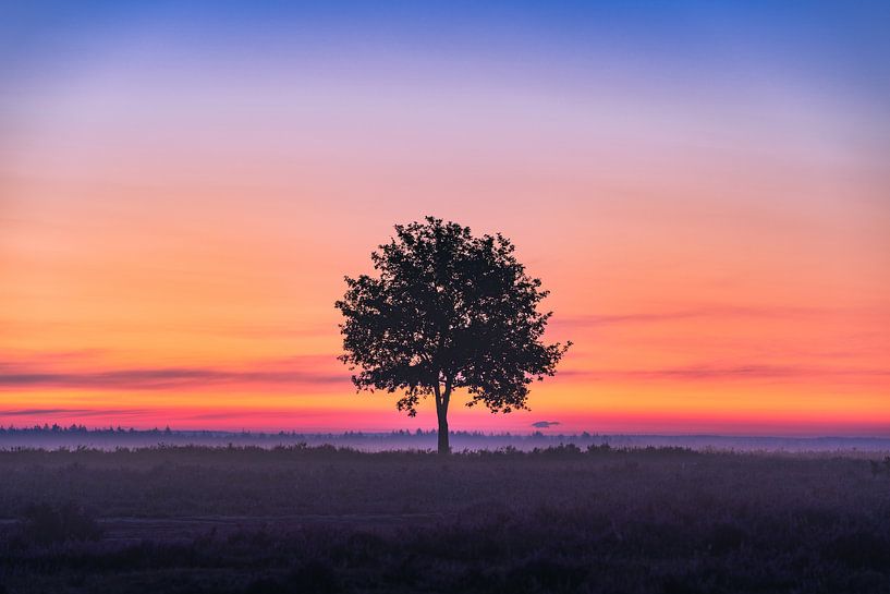 Einsamer Baum | buntes Landschaftsfoto | Heide bei Ermelo von Marijn Alons