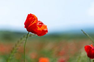 Coquelicot sur Jaco Verheul