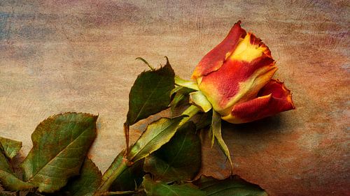 Stilleven Bloem op achtergrond