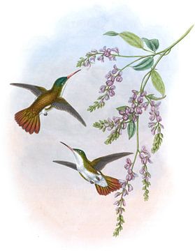Green-fronted Azure-Crown, John Gould van Hummingbirds