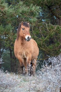 Pony in Noordhollands Duinreservaat van Kim de Groot