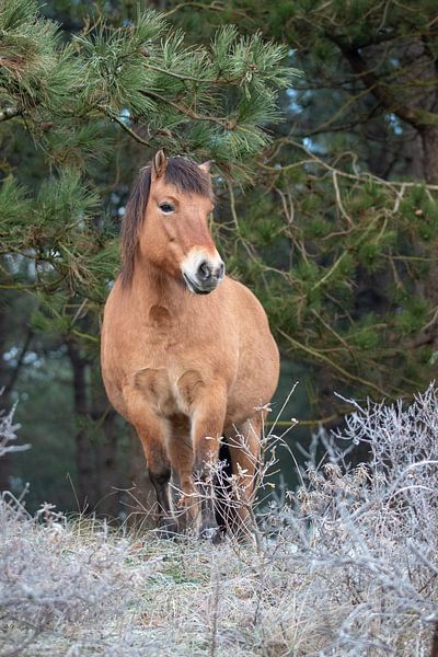 Pony in Noordhollands Duinreservaat von Kim de Groot