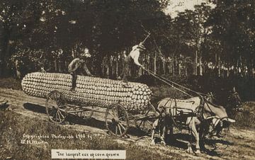 De grootste maïskolf die ooit is geteeld