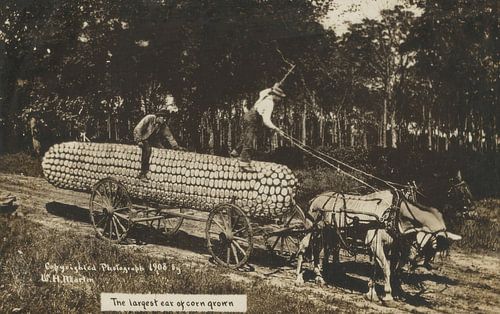 De grootste maïskolf die ooit is geteeld