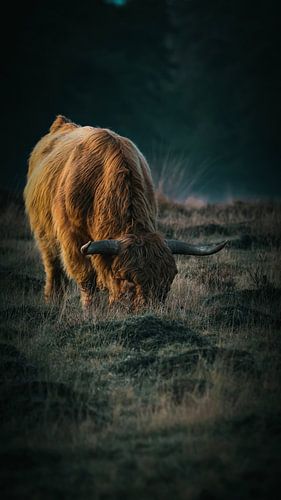 Scottish Highlander