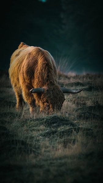Schotse hooglander in het Deelerwoud van AciPhotography