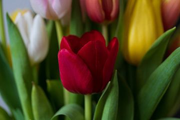 Tulpen, rood, geel, wit en roze. van Ingrid van Wolferen