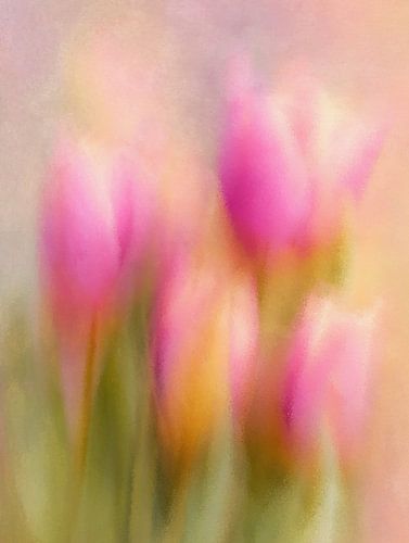 Tulips in a Soft Haze of Colour by Whale & Sons