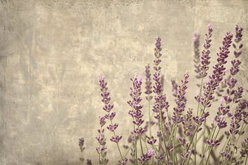 Paarse Lavendel in Bloei van Art & Soul Creations
