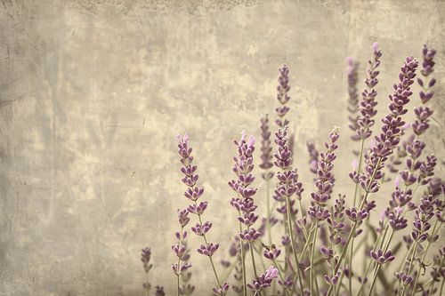 Paarse Lavendel in Bloei