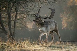 Grabender männlicher Damhirsch mit Atemwolke.