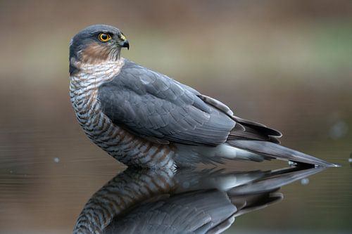 Portrait d'un épervier