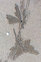 L'art à marée basse sur la plage, fait par mère nature.