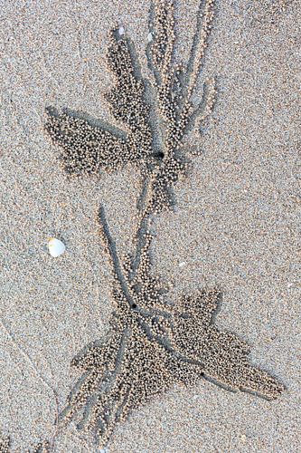 L'art à marée basse sur la plage, fait par mère nature.