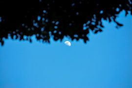 See the stars past the trees von Jorike Wollrabe