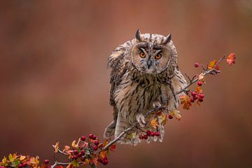 Hibou moyen-duc dans les couleurs de l'automne sur Jessica Blokland van Diën