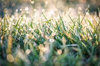 Morning Dew