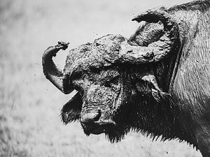 Stoere buffel van Sharing Wildlife