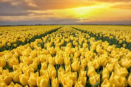 The bulb fields of Goeree-Overflakkee