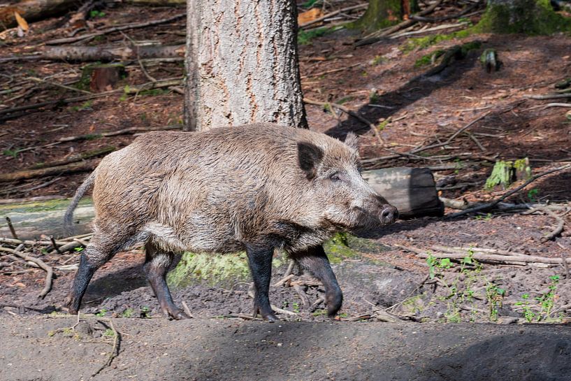 The wild boar. 1 of the piglet 5 of the Netherlands by Merijn Loch