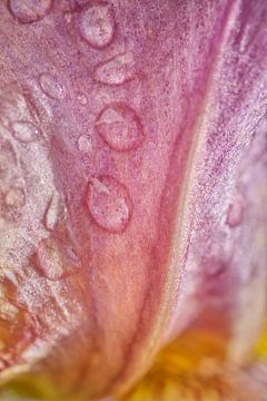 Bloemblaadje met regendruppels Roze en Geel van Iris Holzer Richardson