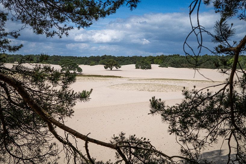 Doorkijkje naar de Soesterduinen van Thijs Schouten