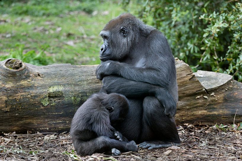 Gorillamoeder met jong van Ab Wubben