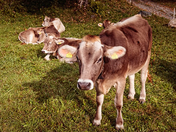 Alpenkühe