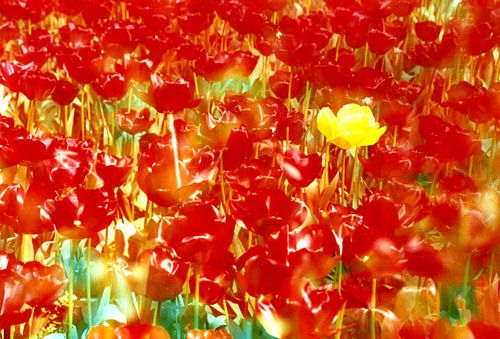 Fleur jaune sur Bob Karhof