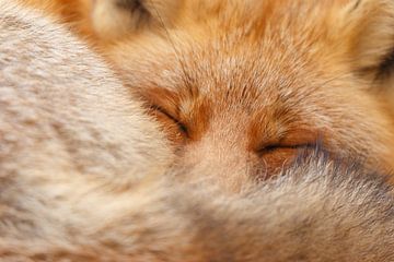 Portrait d'un renard roux. sur Menno Schaefer