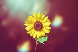 sunflower with a little extra imagination