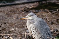 Jonge reiger