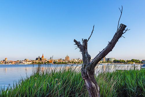 Uitzicht over de Warnow, met een boomstam en riet, op de Hansesta