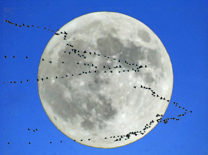 Retour au pays par Edgar Schermaul