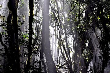 NEBELWALD 4 by Miroslav Ptacek