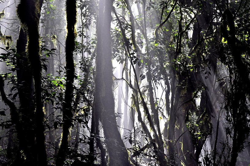 NEBELWALD 4 by Miroslav Ptacek