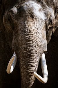 Aziatische olifant met grote witte slagtanden close up portret van Sjoerd van der Wal Fotografie