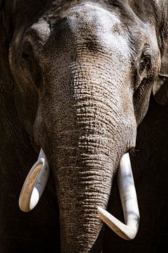 Asian Elephant with large white tusks looking directly at the camera by Sjoerd van der Wal Photography