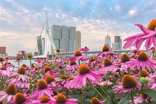 Bunte Blumen für die Skyline von Rotterdam