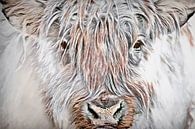 Schotse hooglander van Francis Dost thumbnail