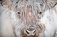 Schottischer Hochlandbewohner