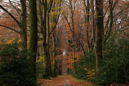 Herfst op de Veluwe in deze mooie laan bij Uddelermeer