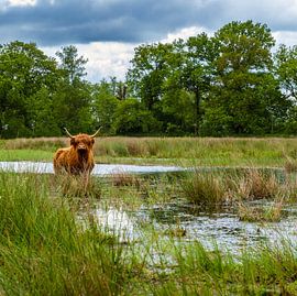 Schotse Hooglander in het Drentse landschap