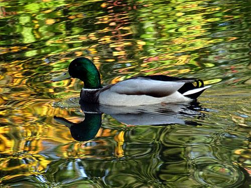 Weerspiegeling wilde eend in herfsttinten