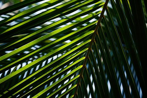 Herringbone