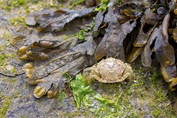 Krab zeewier Renesse van Martijn Aalbers